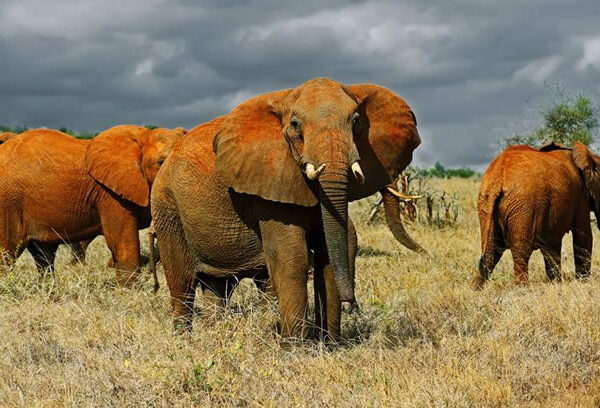 3-Day Tsavo East & Tsavo West Safari