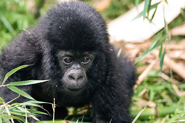 7-Day Highlights of Rwanda