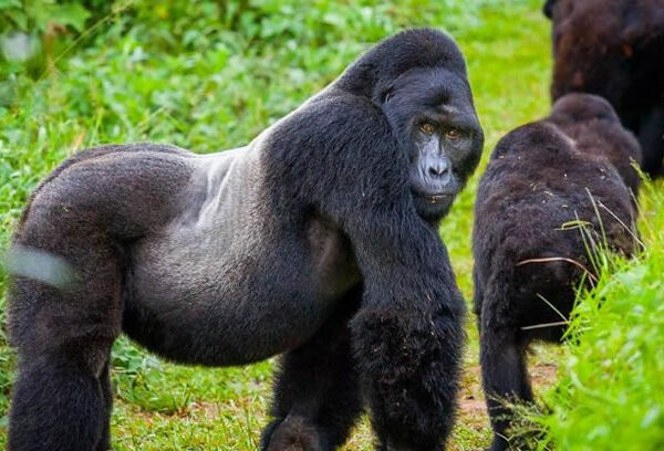 3 Days Gorilla Trekking
