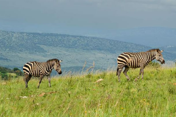 3-Day Akagera National Park Safari