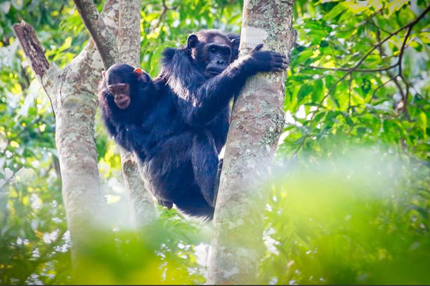 4-Day Wildlife and Chimpanzee Safari